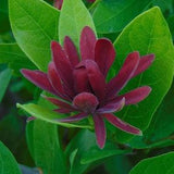 Western Spicebush Seeds (Calycanthus occidentalis)