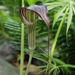 Chinese JACK In THE PULPIT Arisaema Concinnum Cobra Lily 5 Very Rare Seeds