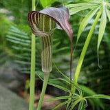Chinese JACK In THE PULPIT Arisaema Concinnum Cobra Lily 5 Very Rare Seeds