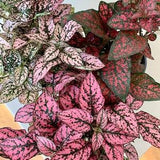 20 Seeds Hypoestes Phyllostachya Seeds - Mix   (Perennial)