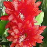 1 unrooted cutting/ leaf/ stem Super Rare Hot  Kiwi Calypso Queen Epiphyllum Orchid Cactus 6-8???