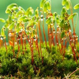 Terrarium moss Pohlia nutans perfect bonsai moss, with Phytosanitary certification and Passport, grown by moss supplier