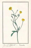 Buttercup Ranunculus Flower Botany Watercolour Drawi 280008