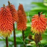 Red Hot Poker Flower Seeds - Torch Lily - Kniphofia Tritoma - 30 Perennial Seeds ¡§C FS063