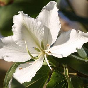 White Orchid tree - Bauhinia variegata - Weisser ORCHIDEENBAUM - 3+ Seeds W 181