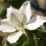 White Orchid tree - Bauhinia variegata - Weisser ORCHIDEENBAUM - 3+ Seeds W 181