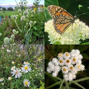 Wonderful White Combo! 10 seeds each of White Swamp Milkweed, Pearly Everlasting, Rattlesnake Master and White Panicle Aster - Chemical Free