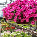 Cascading Petunia Pink F1 Seeds  - Petunia x hybrida - Annual Flower Seeds - Trailing Petunia Seeds