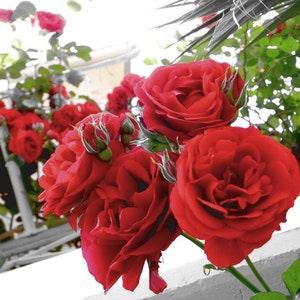 Red roses seeds- 20 seeds - code 601