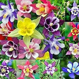 Columbine Flower Seeds - Aquilegia spp. - Non-GMO - Attracts Hummingbirds and Bees - Flower Seeds
