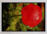Wild Flowers Plants 013160 Red Ranunculus Ltd Ed A3 Watercolour Print