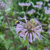 Beebalm - Monarda Fistuosa 30 seeds - Bee Magnet, Nectar Plant, Attracts Hummingbirds, Chemical Free, Bee and Pollinator Safe