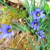 Blue Eyed Grass Seeds A Native Ontario Wildflower That Grows Well in Partial Shade 25 Seeds Per Packet