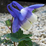 Blue Dwarf JAPANESE FAN COLUMBINE Aquilegia Flaballata Perennial Hardy, 10 Seeds
