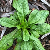 M?che Seeds - Valerianella locusta - Corn Salad -  Cold hardy leafy green - Vit / Lamb's Lettuce/ Feldsalat / Ackersalat / Rapunzelsalat