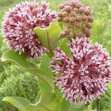 20+ Asclepias Common Milkweed Seeds-ASCLEPIAS SYRIACA-B244