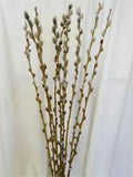 NEW HARVEST LONG 34" PUSSY WILLOW BRANCH 10 STEMS FLORAL DRIED FLOWER