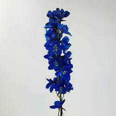 DELPHINIUM - DARK BLUE - Wholesale Bulk Flowers - Cascade Floral Flower Delivery