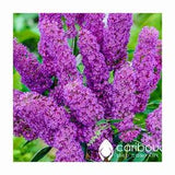 Perennial | BUTTERFLY BUSH | 20 Seeds | Attracts Butterflies, Very Fragrant & Colorful | High Germination, Fresh Seed