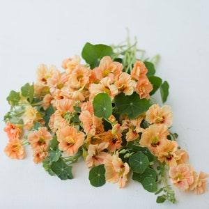 Natural Nasturtium Orange King Flower Seeds  Organic Ukraine