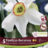 5pcs Daffodil Poeticus Recurvus Bulbs Cupped Narcissi for Planting Flowers Decoration Indoor Outdoor Garden Patio Balcony Flower bulbs