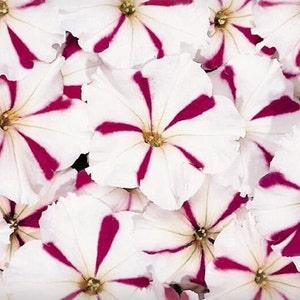 Caribou Seed Company: CELEBRITY BURGUNDY STAR Petunia Seeds - Large 3 inch blooms!  High Quality & Fresh Seed  (30-35 seeds)