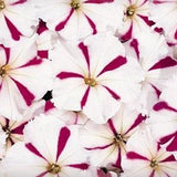 Caribou Seed Company: CELEBRITY BURGUNDY STAR Petunia Seeds - Large 3 inch blooms!  High Quality & Fresh Seed  (30-35 seeds)