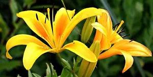 Asiatic Lily -Chart Counted Cross Stitch Patterns Needlework DIY