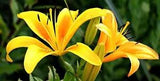 Asiatic Lily -Chart Counted Cross Stitch Patterns Needlework DIY