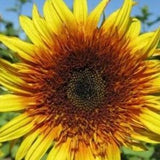 Sundance Kid Dwarf Sunflower Seeds  (25) - Helianthus Annuus - Pollenless Non-GMO Branching Dwarf Sunflower Seeds for Planting in the Garden