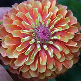 ZINNIA Orange Lime Queen Elegans Butterflies Butterfly, 5 Seeds