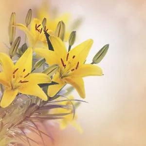 100 Pcs Lily Flower Seeds Bonsai Decoration Perennial Plant For Home Garden
