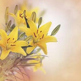 100 Pcs Lily Flower Seeds Bonsai Decoration Perennial Plant For Home Garden
