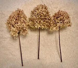 Dried Hydrangea Bouquet w/ 3 Ex Large Stems Cream Pink Limelight Mophead Hydrang