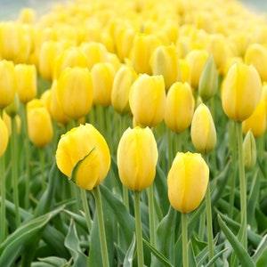 10 Yellow Tulip Seeds Rare Perennial Flower Blooms - Tulip Flower Seeds For Pot Gardening - Heirloom