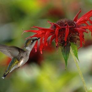 Bee Balm Mix Including Scarlet Bee Balm (Monarda didyma) Packet of 25 seeds with New!