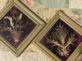 Vintage framed dried botanical art flowers set of two wall hanging Wooden Frames