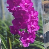 Orchid Vanda Chulee Red Tropical Hanging Plants