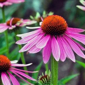 Purple Coneflower 1g - 100 NON GMO Seeds - Echinacea Purpurea