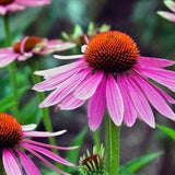 Purple Coneflower 1g - 100 NON GMO Seeds - Echinacea Purpurea