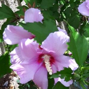 Rose of Sharon Seeds - Package of 40 seeds - Lilac coloured flowers