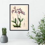 Purple Orchid wall art Botanical Print frame, Framed print of orchid illustration scientific drawing, nature illustration print, orchid art