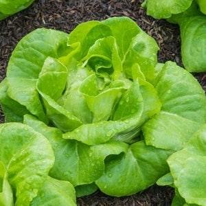 All Year Round - Lettuce Seeds - Open-Pollinated for Seed Saving - Non-Hybrid & Non-GMO - Canada Heirloom Vegetable Seeds