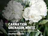 Carnation, Grenadin White - Easy to Grow (Dianthus carophyllus)