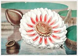 13816.Decor Poster.Room interior wall art.Water Lily.Botanical flower plant