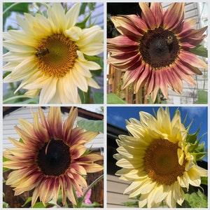 25+ Sunflower Mix SEEDS
