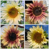 25+ Sunflower Mix SEEDS