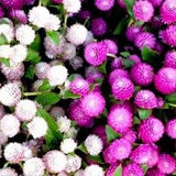 Comprhena Globosa Mix . Pollinators garden. Full sun. 30 seeds