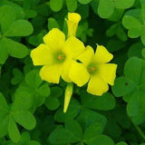 OXALIS Valdiviensis Yellow Clover Hardy Perennial 10 Seeds