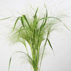 ORNAMENTAL GRASS SEEDS - PANICUM FROSTED EXPLOSION | Hardy Annual Seeds Flower Delivery
